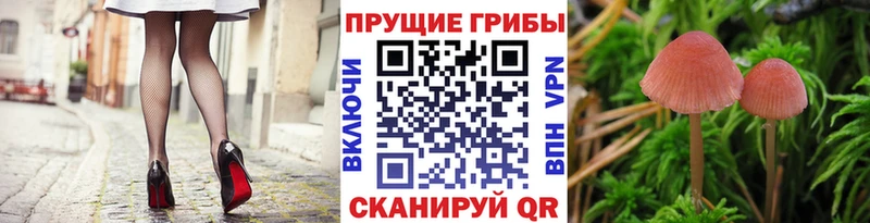 Галлюциногенные грибы Magic Shrooms  где купить наркотик  маркетплейс состав  Карачев 